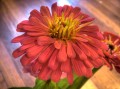 Zinnia Flower