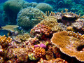 The Great Barrier Reef