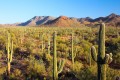 Saguaro National Park, Arizona