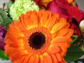 Orange Daisy