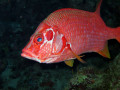 Sabre Squirrelfish