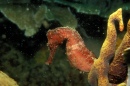 Seahorse, Arraial do Cabo, Brazil