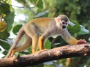 Squirrel Monkey