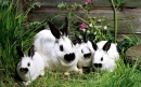 Rabbit Family