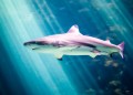 Shark in Stralsund Maritime Museum