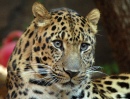 Amur Leopard