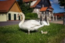 Swan Family