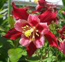 Columbine