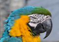 Blue-and-yellow Macaw