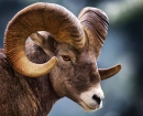 Bighorn Sheep, Glacier National Park