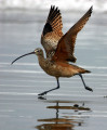 Long-billed Curlew