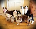 Australian Shepherds