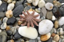 Starfish and Pebbles