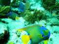 Snorkeling off Key Largo, Florida