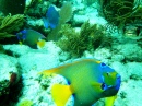 Snorkeling off Key Largo, Florida