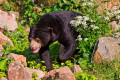 Walking Sun Bear, Burgers Zoo