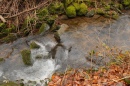 Some Water in Forest