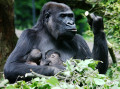 Gorilla in Burgers' Zoo, the Netherlands