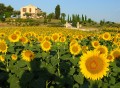 Sunflower Fields