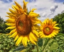 Sunflower Fields