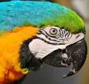 Portrait of a Macaw