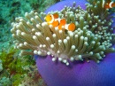 Clownfish