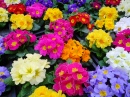 Primulas