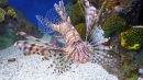 Lionfish