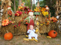 Harvest Boy