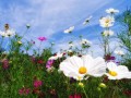 Field of Summer Flowers