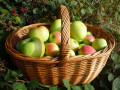 Apples in a Basket