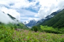 Alpine Meadows in the Himalayas