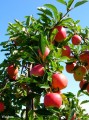 Apple Trees