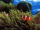 Clownfish