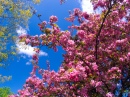 Flowering Fruit Tree