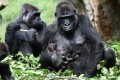 Gorilla Twin, Burgers' Zoo, the Netherlands