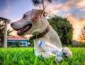 Dog at Sunset