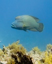 Humphead Wrasse