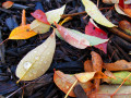 Fall Colours in Mayfield Heights, OH