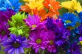 Rainbow Daisies