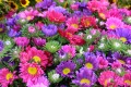 Farmers Market, San Francisco