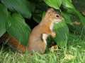 Red Squirrel