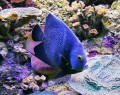 Speckled Angelfish