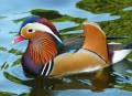 Mandarin Duck