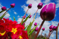 Tulips in the Sky