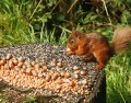 Red Squirrel