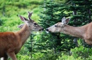 Deer at Paradise, Mt. Rainier