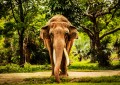 Tusks & Trunk, Zoo Miami