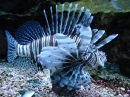 Lionfish in Zella-Mehlis Aquarium