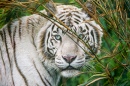 White Tiger